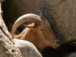 Barbary sheep, wild animal
