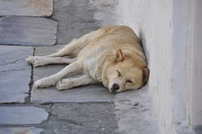 Greece Dog Sleep