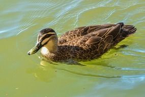 duck on the water on a sunny day close up