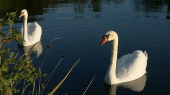 Beautiful white Swans in a Pond near the plants