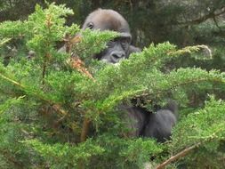 Gorilla looking through juniper branches