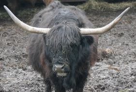 Gallowasy Animals
