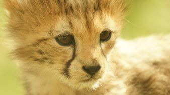 cheetah cub