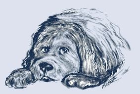 portrait of a newfoundland dog