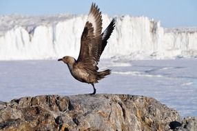 Picture of Bird is ready for Flight