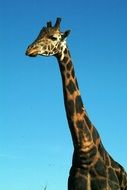 beautiful and amazing Giraffee