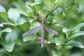 Schnake Tipulidae Fly Diptera