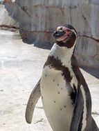 penguin on the rock