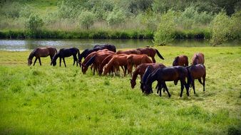 herd of horses in the pasture