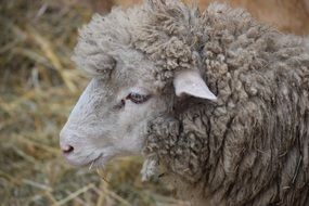 Sheep Lana Muzzle