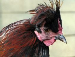 hen with fluffy crest
