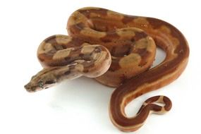 brown snake on a white surface