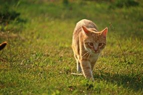 walking tabby red cat