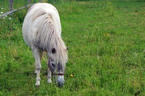 white pony in a green meadow