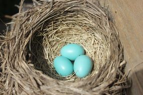 Nest with blue Eggs