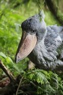 big gray shoebill