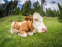 deliciously beautiful Cow Pasture