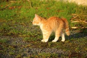 frightened red baby cat