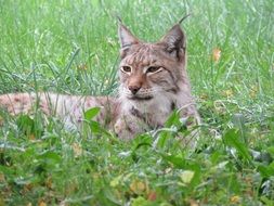 Colorful wild lynx relaxing among the colorful plants