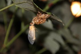 cicada on a plant close-up on a blurred background