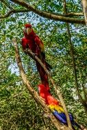 Birds Tropical Colorful