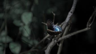 butterfly at night