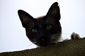staring siamese cat