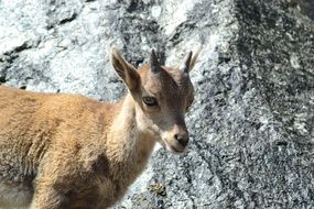 Capricorn on the mountains