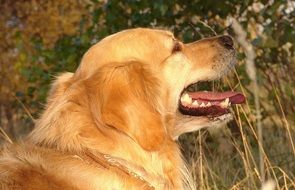 golden retriever on the field in autumn