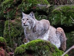 Lynx Predator
