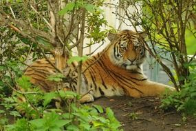 tiger in green thickets