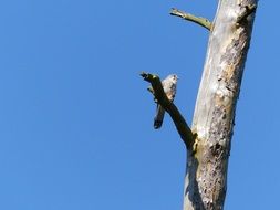 falcon on the dead tree