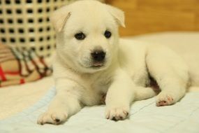 puppy korean jindo with white fur lying