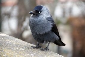 grey and black Jackdaw Bird