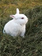 white fluffy rabbit is sitting in the grass