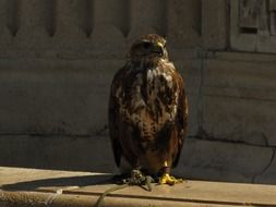 falcon sits on the castle