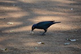 black Bird feeding on ground