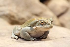 Toad on the stone