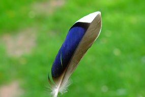 Picture of bird's feather