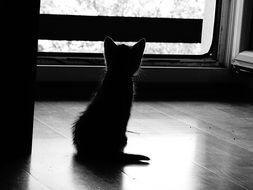 Silhouette of baby cat