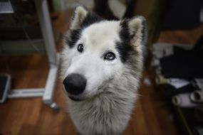 Dog White Wolf