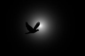 bird in flight at the light in the night sky