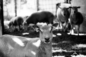 black and white photo of sheared sheep on a farm