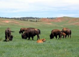 Bisons on the meadow