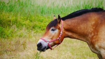 brown horse on a green hill in the mountains