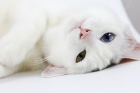 lazy white cat with heterochromia close-up on blurred background