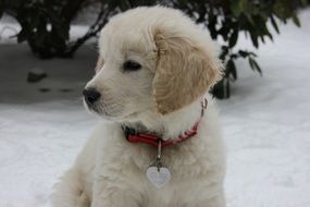 Tatra Sheepdog Dog