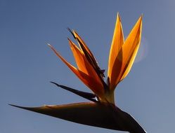 bird of paradise flower on the blue sky