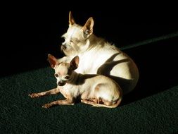 dogs in the sun