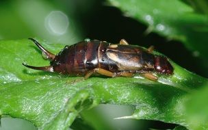 insect on green leaves close-up